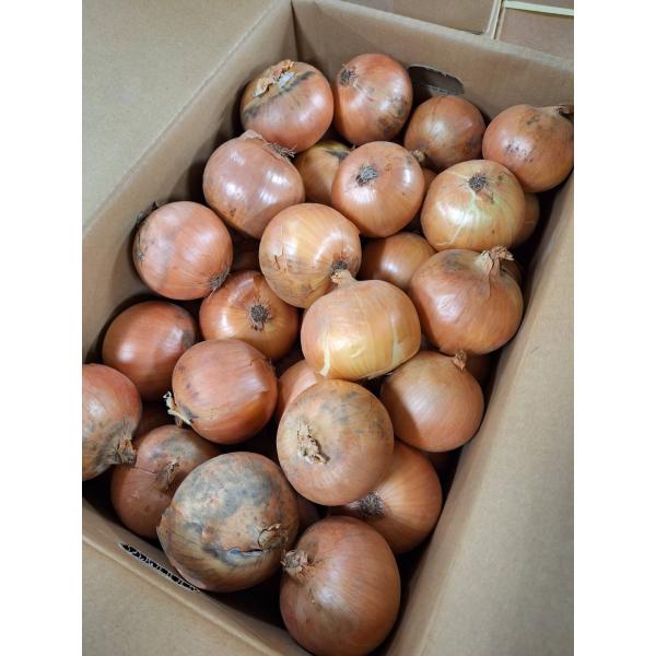 生産者：渡辺ファーム（北海道斜里町）防除：有機JAS認証 有機許容農薬不使用　