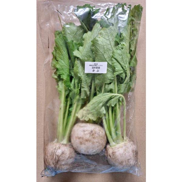 【減農薬】群馬県　北軽の小かぶ（3〜5個入り）約500gP　x2個セット【冷蔵】