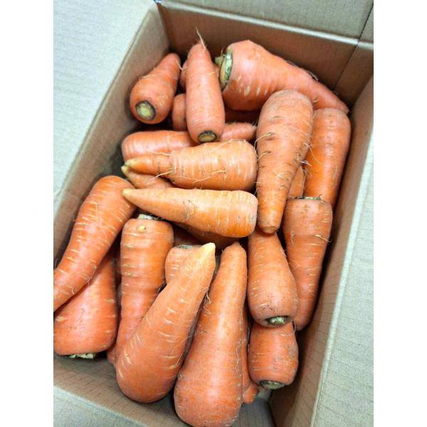 生産者：タテノファーム（山梨県北杜市）有機JAS認証（有機許容農薬不使用）洗い人参です。