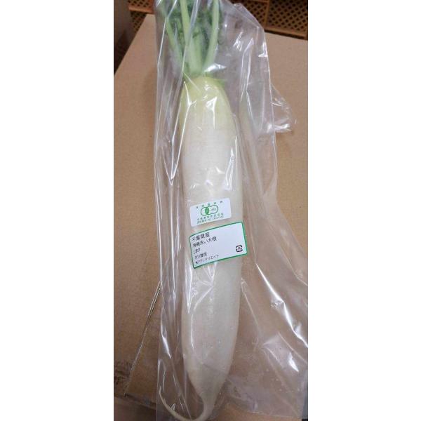 生産者：市川雅視（千葉県八街市）有機JAS認証（有機許容農薬不使用）