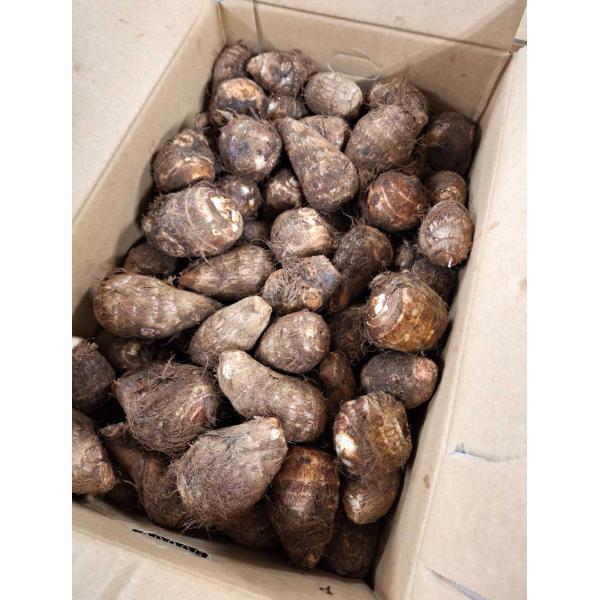 生産者：大原農園（神奈川県秦野市）防除：農薬0回・化肥0回品種：やいち（とても味の良い在来種です）粘り気のあるしっとりとした口当たり。また、まろやかな甘さがあり、とても食味の良い里芋です。