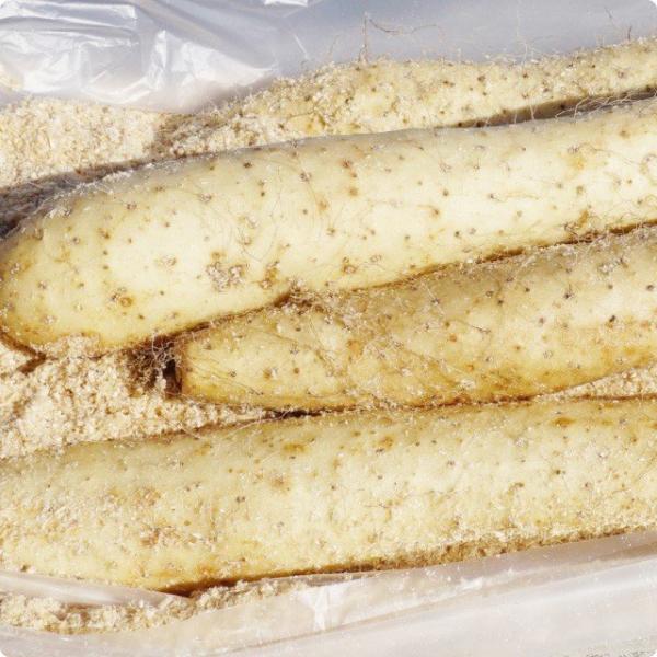 生産者：いずみ農園（北海道帯広市）有機JAS認証（0）籾殻を詰めてその中に長芋を入れています。　