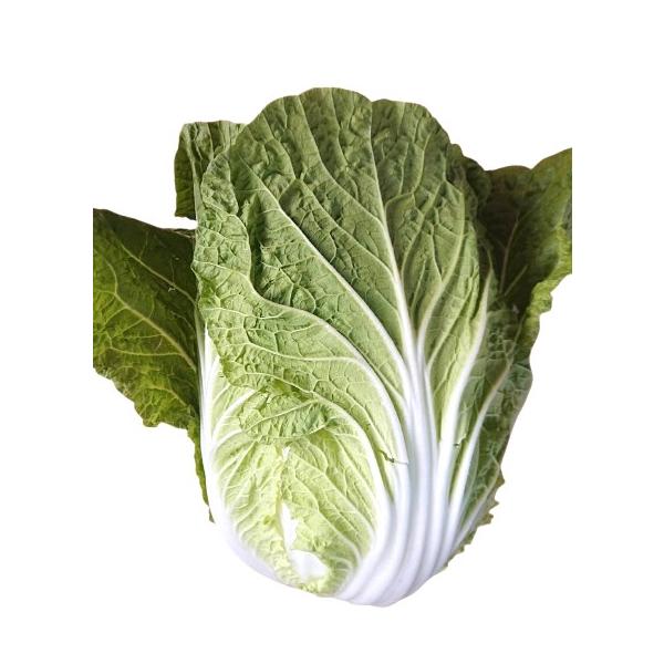 生産者：小野寺孝一（茨城県八千代町）防除：農薬5割減（虫7菌3)(許1）・化肥0回品種：新理想めぐみ、あきめきなど漬物にすると本当においしい白菜です。味がよく柔らかい、白菜漬けにするにはこの白菜おすすめです。