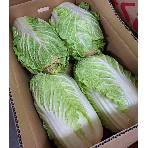 生産者：小野寺孝一（茨城県八千代町）防除：農薬5割減（虫7菌3）（許2）・化肥0回品種：新理想めぐみ、あきめきなど漬物にすると本当においしい白菜です。味がよく柔らかい、白菜漬けにするにはこの白菜おすすめです。