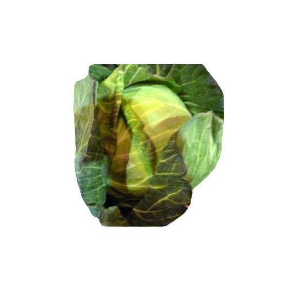 生産者：小野寺孝一（茨城県八千代町）防除：農薬6割減（虫6）（許3）・化肥0回　