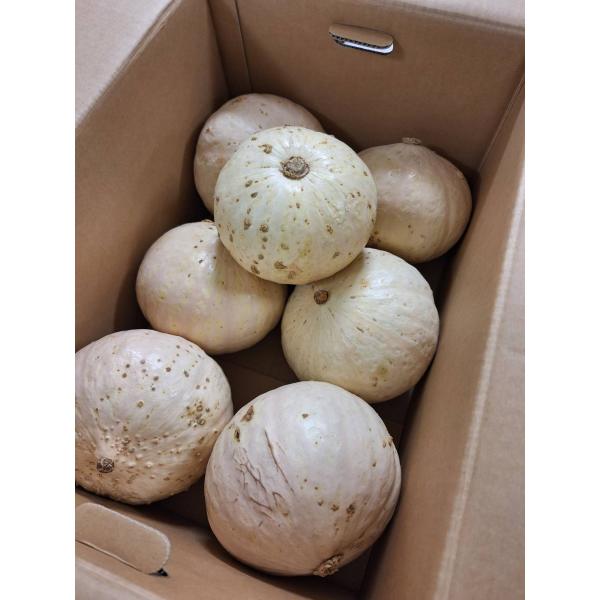 生産者：ポキート農園 中村清幸（北海道北見市）防除：農薬0回・化肥0回品種：伯爵（はくしゃく）皮の白いカボチャは、雪景色などという品種もあり最近よく見かけるようになってきました。白い皮は少し固めですが、ピーラーなどでそぎ落とせば普通に切れま...