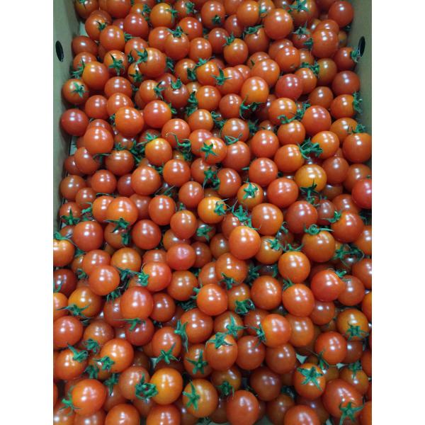 生産者：肥後あゆみの会（熊本県宇城市、阿蘇町）有機JAS認証　有機許容農薬3回品種：紅雀（単為結果）他　