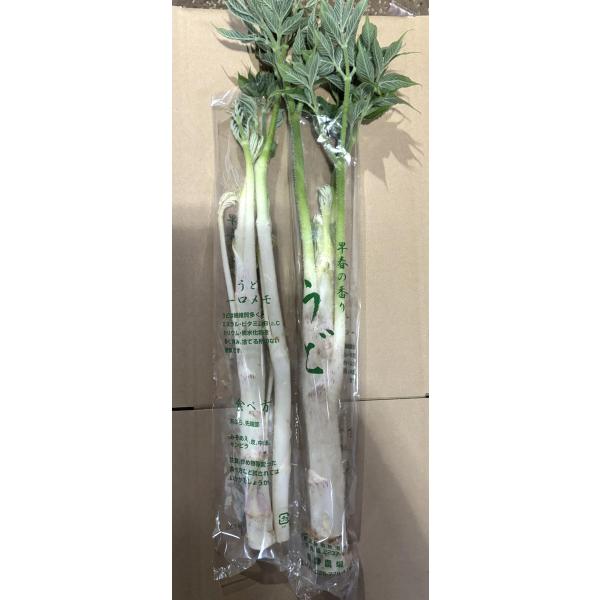 生産者：飯塚農場（新潟県南魚沼市）防除：農薬0回・化肥9割減豪雪地帯にある飯塚農場では雪に閉ざされる冬、ハウスの中にうどの株を植え土を被せ、ある程度育ったら籾殻を盛って日光を遮断。これにより茎を軟白にし、柔らかくえぐみがないうどにします。完...