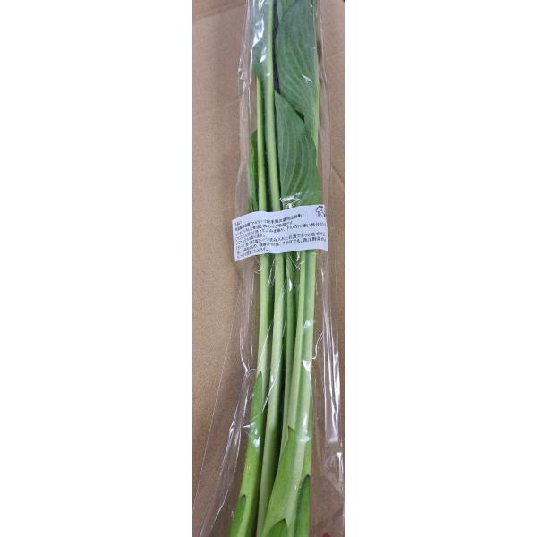 生産者：平庭牧場（岩手県山形村）防除：農薬0回・化肥0回この時季に出てくるのはハウス栽培のものです。オオバギボウシとも呼ばれる山菜ですが、軟白栽培で白い部分が長くなるよう育てています。くせの無い味と、しゃきっとした歯ごたえがやみつきになりそう。　