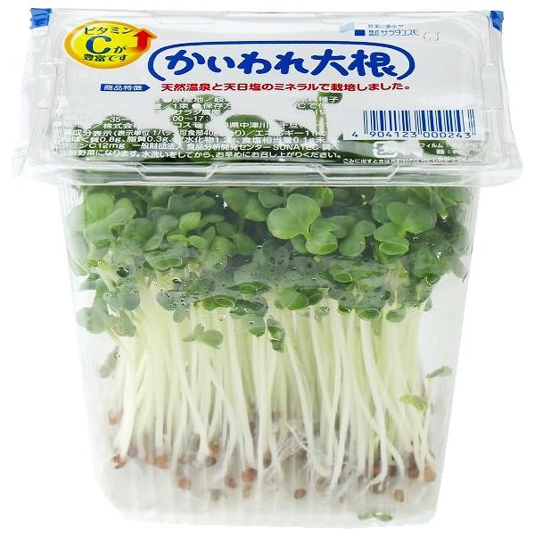 特別栽培】岐阜県 貝割れ(かいわれ)大根 ポット約60g x2個 特別栽培】岐阜県 貝割れ(かいわれ)大根 ポット約60g x2個
