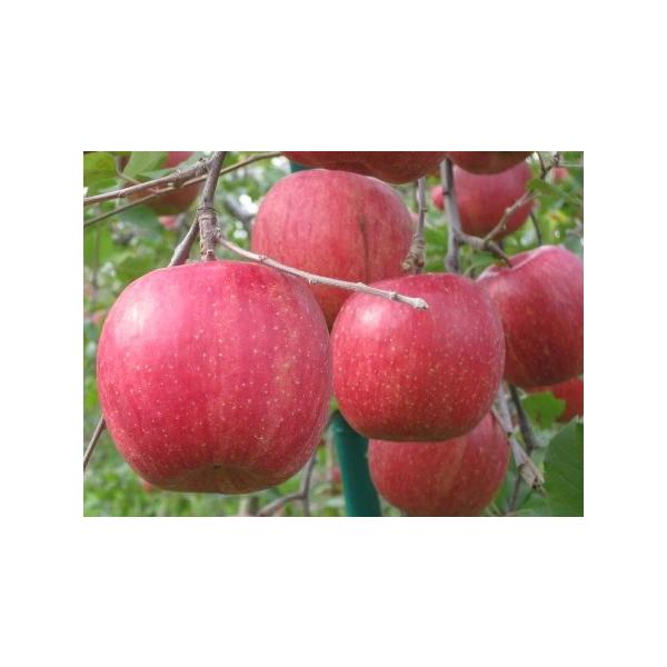 生産者：ライラック農園（長野県松川町）防除：農薬5割減（虫10菌7）（許12）・化肥0回品種：サンふじ「サンふじ」の「サン」はお日様を浴びているという意味の「サン」です。袋のかかっていない無袋りんごのことを指します。　爆買