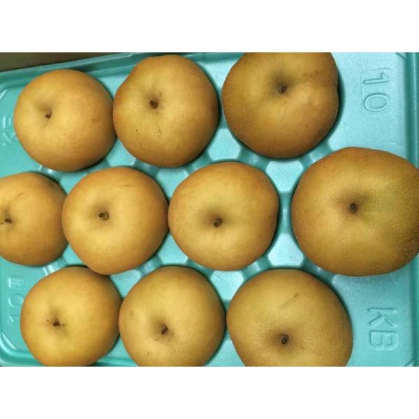 生産者：ライラック農園（長野県松川町）防除：農薬5割減（虫7菌9）（許6）・化肥0回糖度の高い和梨です。大玉型。果肉柔らかく果汁もたっぷり。また日持ちも良いのが特長です。　