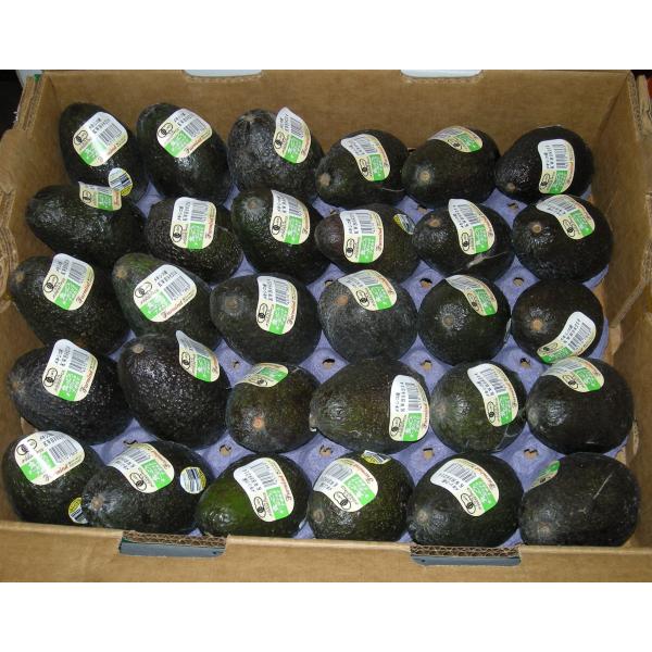 生産者：GFA農園（メキシコ合衆国）有機JAS認証　