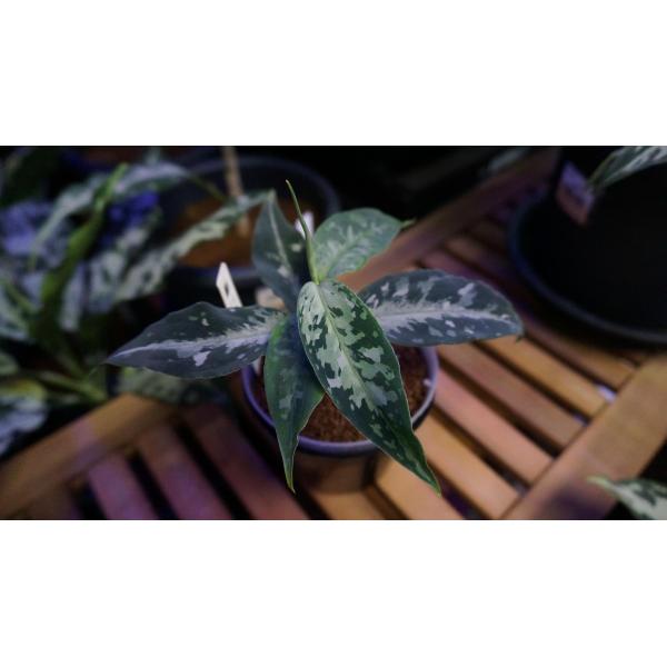 Aglaonema pictum Aceh sumatera ［IDY1023-63］ : bloody in day IDY