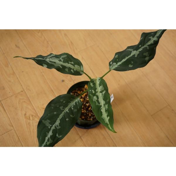 Aglaonema pictum A 
