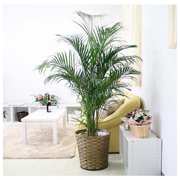 AJV 10+oXPbgJo[ y̕\ʁFEbh`bvbϗtA  Mtg