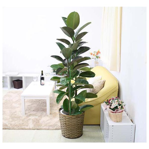観葉植物 ゴムの木 10号 バスケット鉢カバー Buyee Buyee Japanese Proxy Service Buy From Japan Bot Online