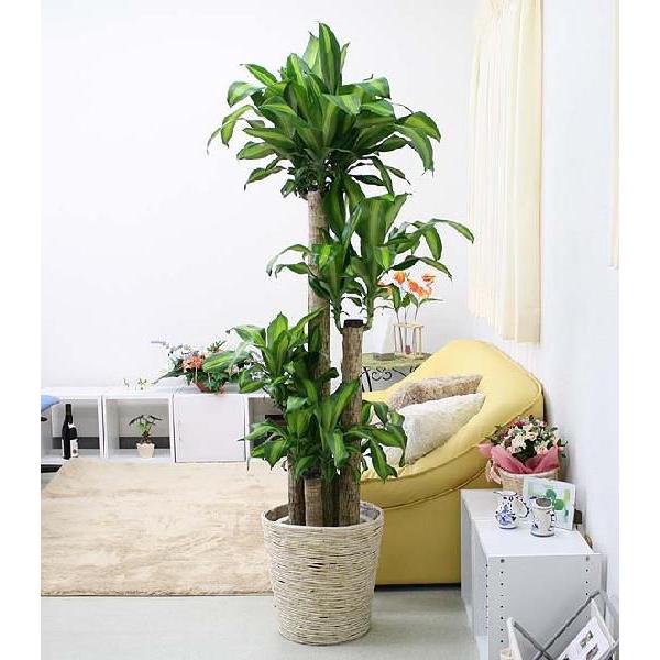 ϗtA@K̖ 10ipj+zCgoXPbgJo[