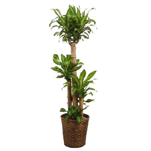 ϗtA@K̖ 10ipj+oXPbgJo[