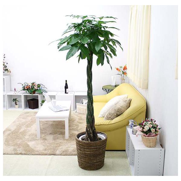 観葉植物 パキラ 10号」の人気商品一覧 | 安い商品を通販サイトから