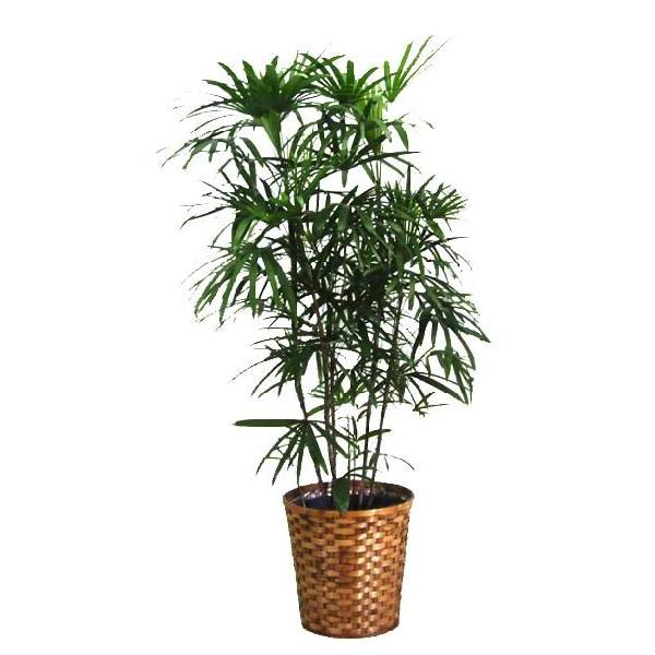 観葉植物 シュロ竹 シュロチク 10号 バスケット鉢カバー G0 Shuro1 ブルーミングスケープ 通販 Yahoo ショッピング