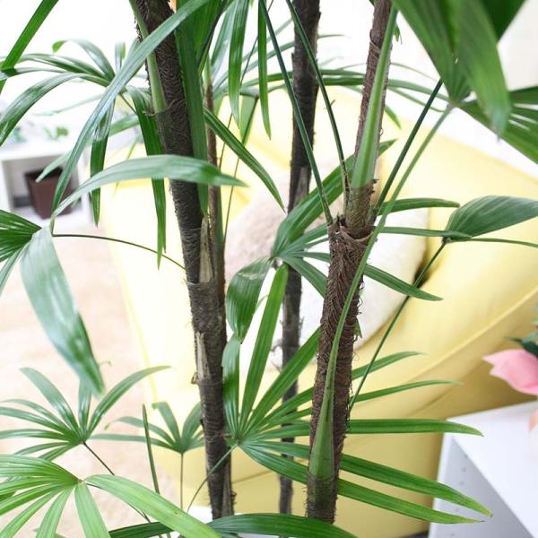 観葉植物 シュロ竹 シュロチク 10号 バスケット鉢カバー Buyee Buyee 提供一站式最全面最專業現地yahoo Japan拍賣代bid代拍代購服務 Bot Online