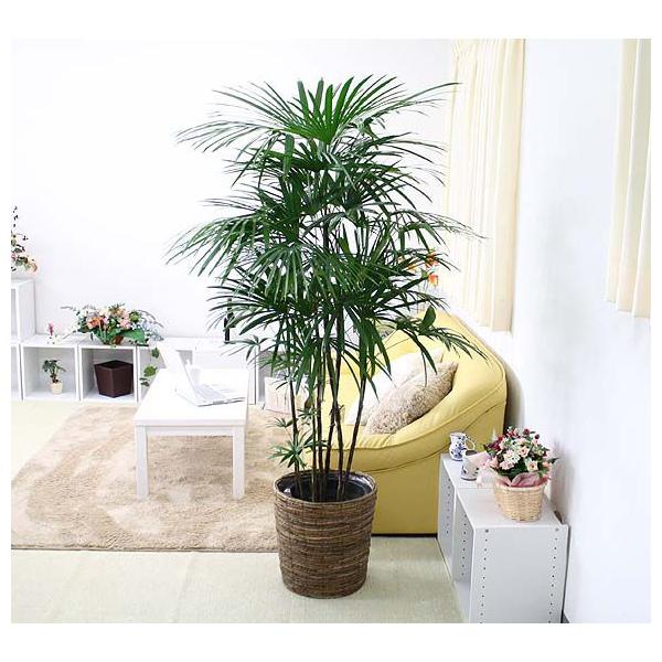 観葉植物 シュロ」の人気商品一覧 | 安い商品を通販サイトから探す