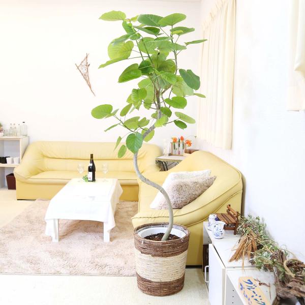 フィカス ウンベラータ 曲がり ファイバー鉢 お皿付き フィカス ウンベラータ ファイバー鉢 お皿付き フィカス