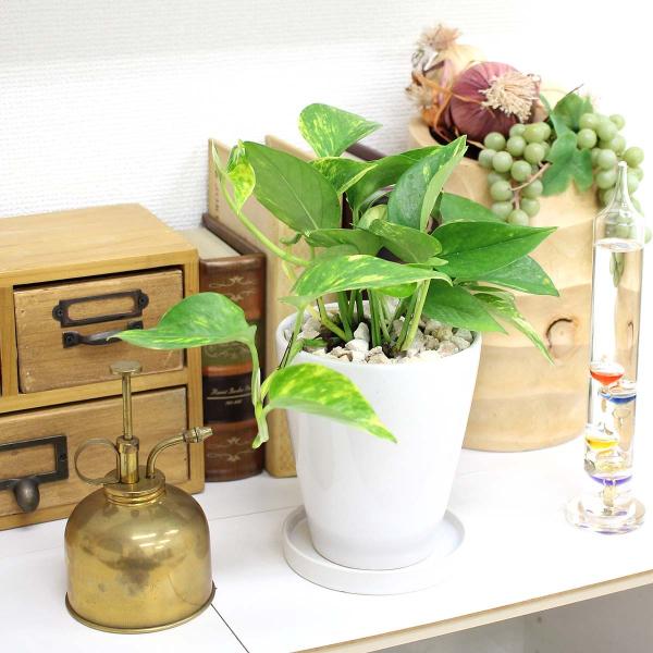 ϗtA@yzC򉻂ƂĂ|gXEzCg픫 ۃO+퐻̂Mt