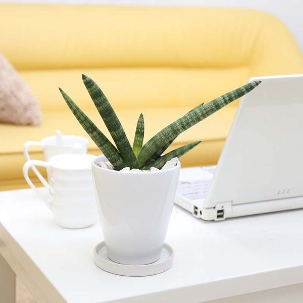 ϗtA ITXxA {ZVX 5 zCg픫 y̕\ʁFϐ