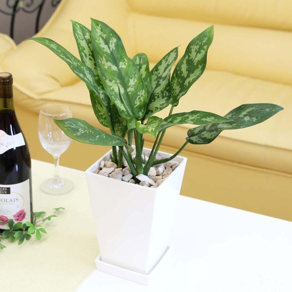 鉢 5号 プラスチック 観葉植物の人気商品 通販 価格比較 価格 Com