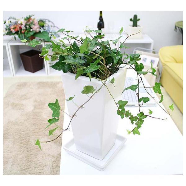 アイビー ロング 観葉植物の人気商品 通販 価格比較 価格 Com