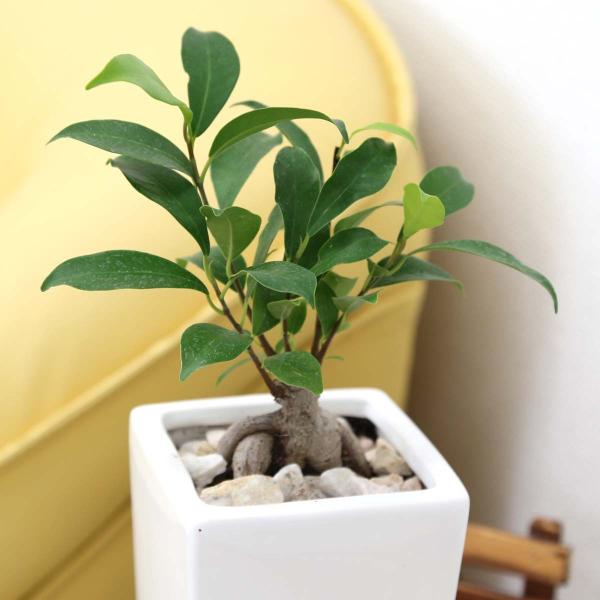 観葉植物 妖精がすむといわれているガジュマル 5号 ホワイト陶器鉢 ストレート 陶器製のお皿付き 送料無料 Buyee Buyee Japanese Proxy Service Buy From Japan Bot Online