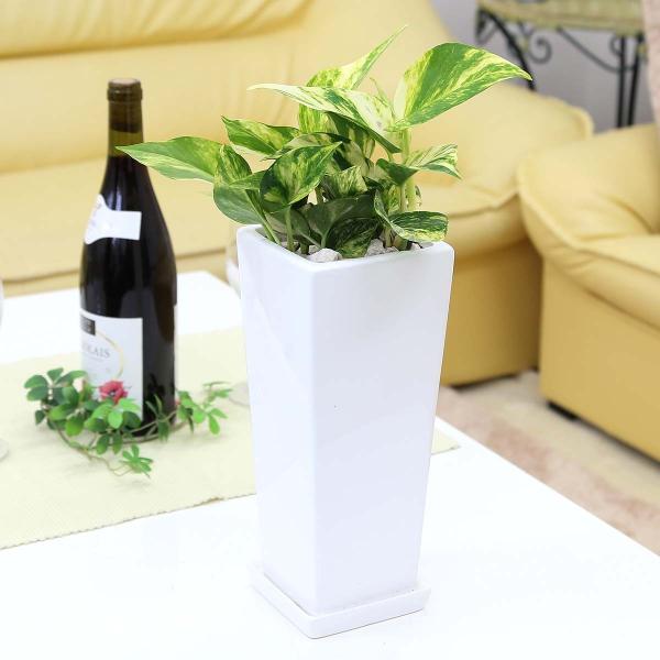 ϗtA@C򉻂ƂĂz|gX 5 zCgXNGA픫 Xg[g{퐻̂Mt 