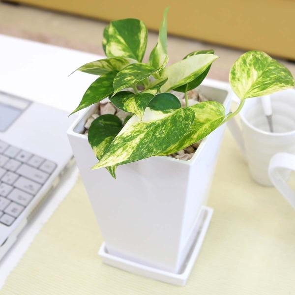 ϗtA@C򉻂ƂĂ|gX 5 zCgXNGAvX`bN+Mt 