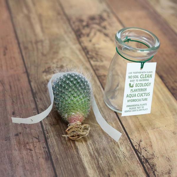 サボテン ガラス容器キット Buyee Buyee บร การต วกลางจากญ ป น ซ อจากประเทศญ ป น