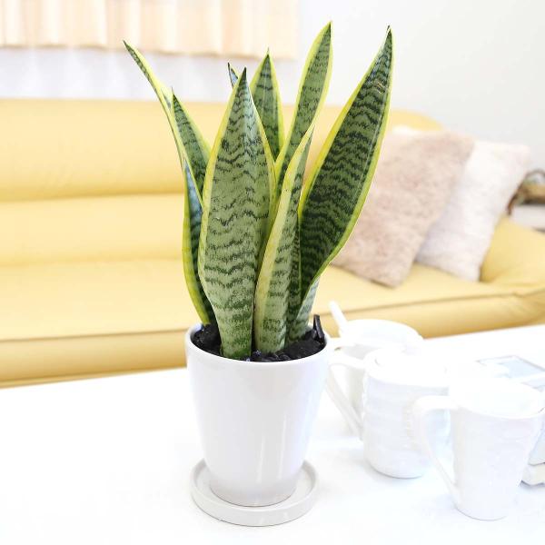 観葉植物 おしゃれ 風水 ギフト 空気を浄化するといわれているサンスベリア ホワイト陶器鉢 丸ロング 送料無料 Buyee Buyee Japanese Proxy Service Buy From Japan Bot Online