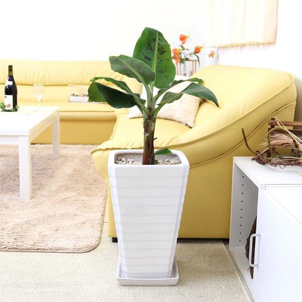 観葉植物 バナナの木 ８号 ホワイトスクエア陶器鉢 ｇタイプ 送料無料 Buyee Buyee 日本の通販商品 オークションの代理入札 代理購入