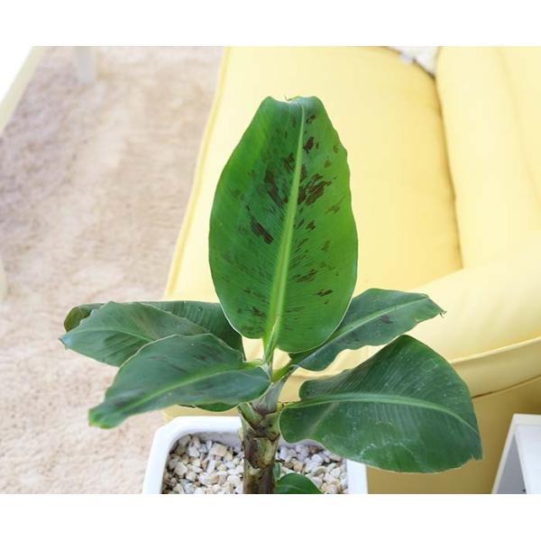 観葉植物 バナナの木 ８号 ホワイトスクエア陶器鉢 ｇタイプ 送料無料 Buyee Buyee 日本の通販商品 オークションの代理入札 代理購入