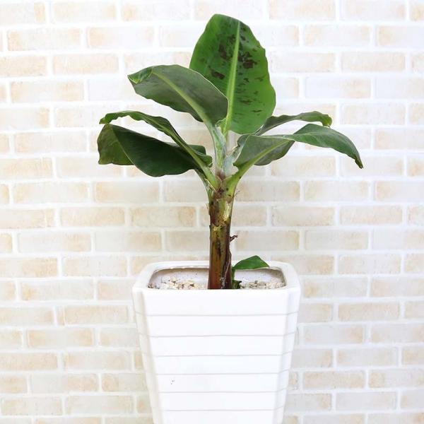 観葉植物 バナナの木 ８号 ホワイトスクエア陶器鉢 ｇタイプ 送料無料 Buyee Buyee Japanese Proxy Service Buy From Japan Bot Online