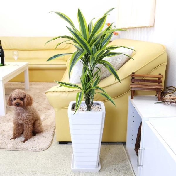 ϗtA C򉻂ƌĂhZi fVX C zCgXNGAA 7 G^Cv y̕\ʁFϐ