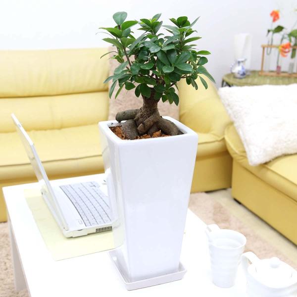観葉植物 妖精がすんでいると言われている幸せを見守るの木 ガジュマル スクエア陶器鉢 7号 ストレート 送料無料 G7 Gazyugw ブルーミングスケープ 通販 Yahoo ショッピング