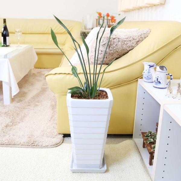 ストレリチア ノンリーフ 7号 スクエアホワイト陶器鉢 Gタイプ＋陶器製