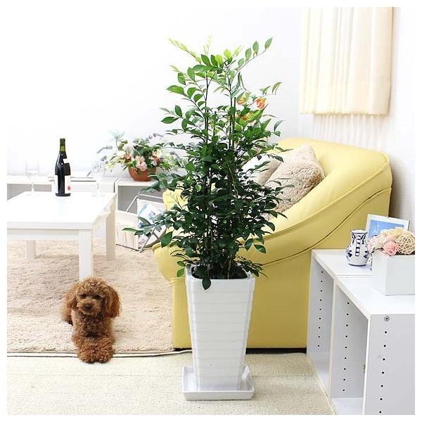 観葉植物 シルクジャスミン 7号 スクエアホワイト陶器鉢 Gタイプ Buyee Buyee Japanese Proxy Service Buy From Japan Bot Online