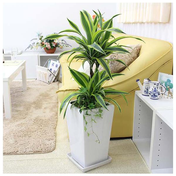 観葉植物 ドラセナ デレメンシス レモンライムのホワイト陶器鉢 7号 シュガーバイン 寄せ植え ストレート 送料無料 Buyee Buyee Japanese Proxy Service Buy From Japan Bot Online