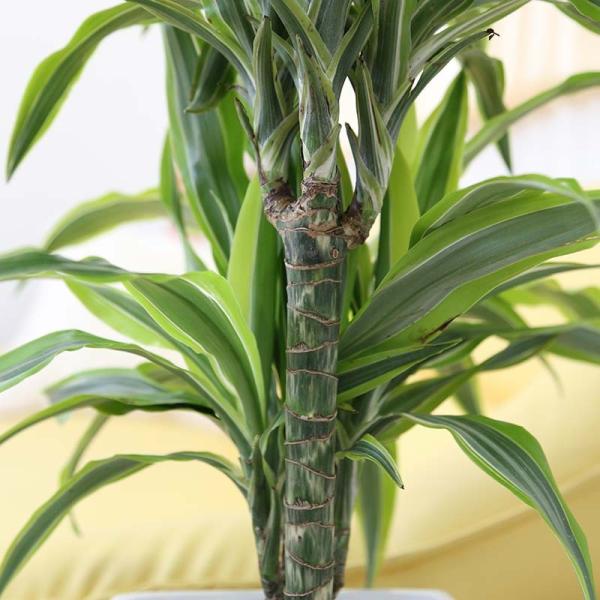 観葉植物 大きめサイズのドラセナ デレメンシス レモンライム ホワイト陶器植え ８号 Gタイプ 送料無料 Buyee Buyee Japanese Proxy Service Buy From Japan Bot Online