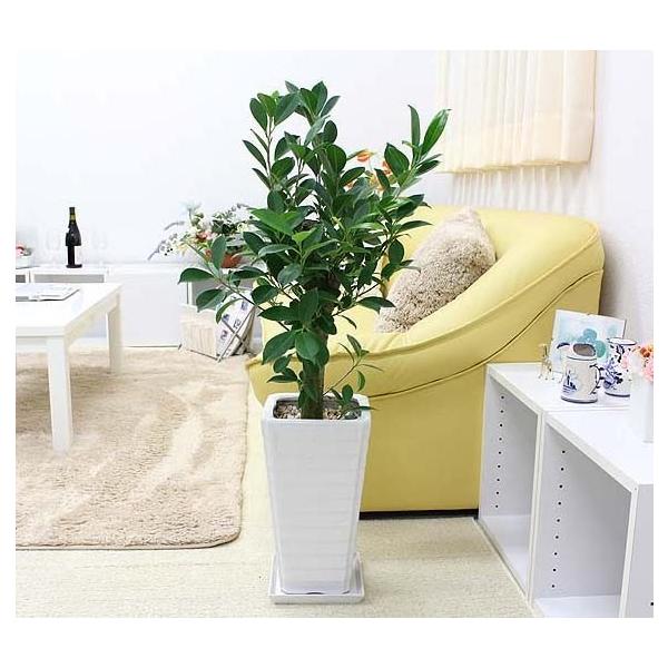 ガジュマル 朴タイプ 7号 スクエアロング Gタイプ｜観葉植物 風水