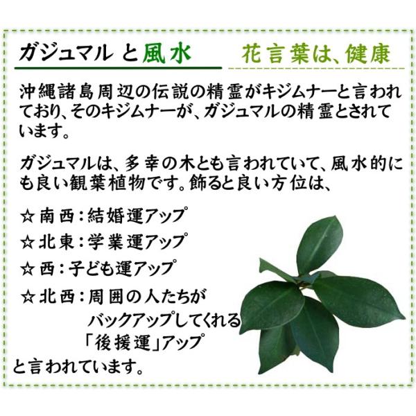 多幸の木 ガジュマル 盆栽風 7号 ホワイト陶器鉢 Gタイプ 送料無料 Buyee Buyee 日本の通販商品 オークションの代理入札 代理購入
