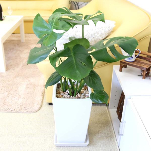 Xe 8 zCg픫 Xg[g{퐻̂MtbϗtA  Mtg