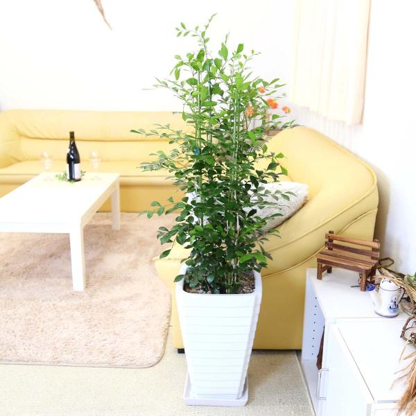 観葉植物 シルクジャスミン 8号の人気商品 通販 価格比較 価格 Com